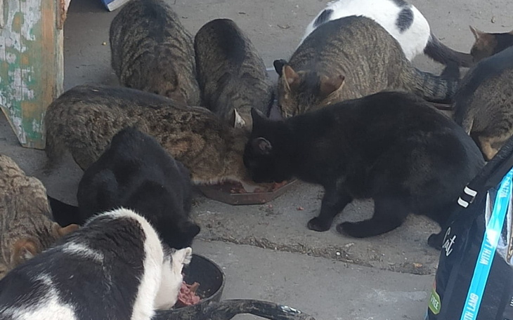 Zbiórka Stadko kociaków do wykarmienia - zdjęcie główne