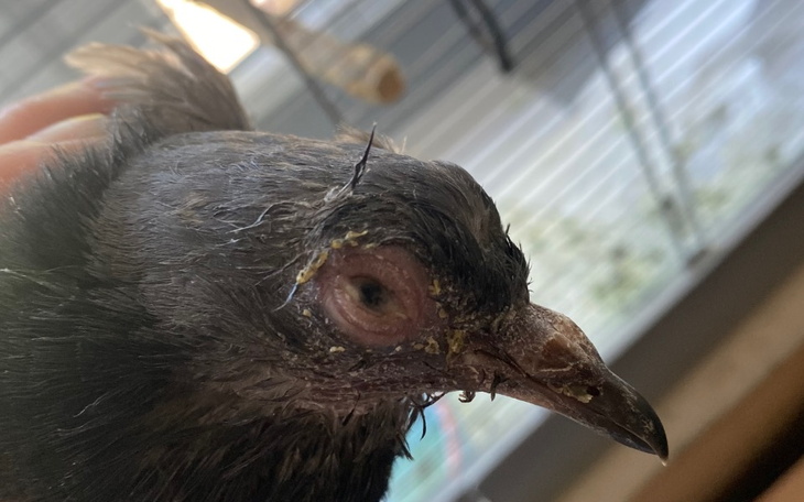 Zbiórka Na chorego gołębia - zdjęcie główne