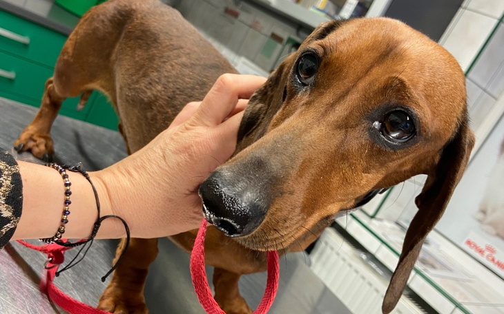 Dachshund w gabinecie weterynaryjnym, z czerwonym sznurkiem w pysku.