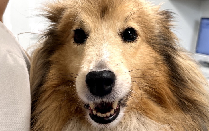 Szczęśliwy pies rasy collie z uśmiechem.