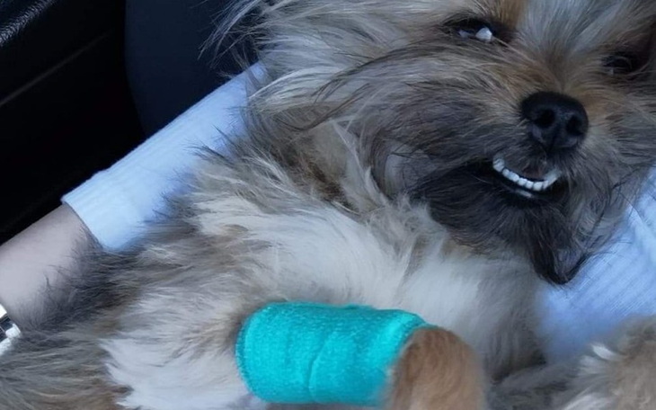 Zbiórka Operacje zwichnięcia rzepek - zdjęcie główne