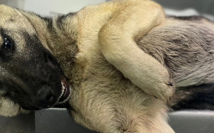 Pies leżący w wygodnej pozycji, z uśmiechem.