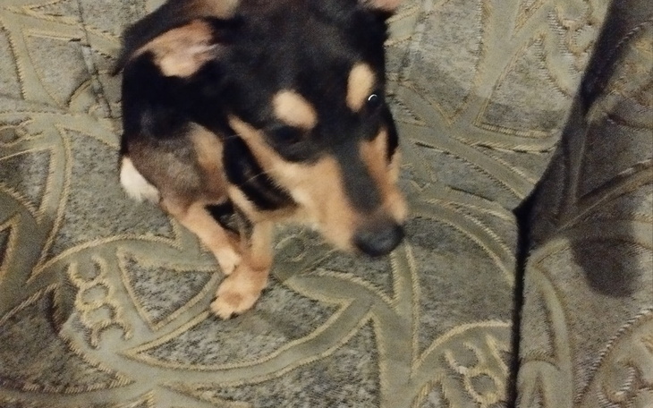 Zbiórka Zbieram na operację dla mojego p - zdjęcie główne