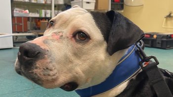 Zbiórka Pomóżmy Pandzie żyć zdrowo - miniaturka zdjęcia