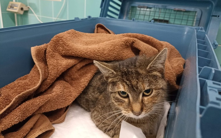 Zbiórka Złamana miednica-ratujmy Blankę - zdjęcie główne