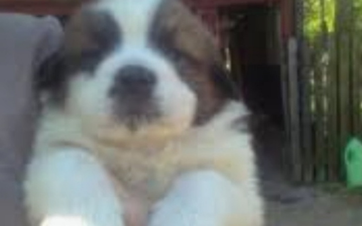 Zbiórka Zbieram na psa bernardyna - zdjęcie główne