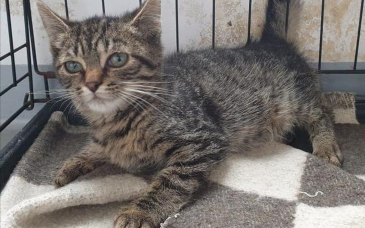 Zbiórka Karma i wyposażenie do schronisk - zdjęcie główne