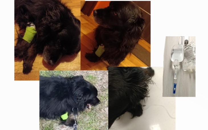 Pies z opatrunkiem, w trakcie leczenia.