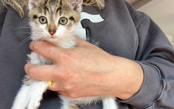 Kotek trzymany na rękach, z dużymi oczami.