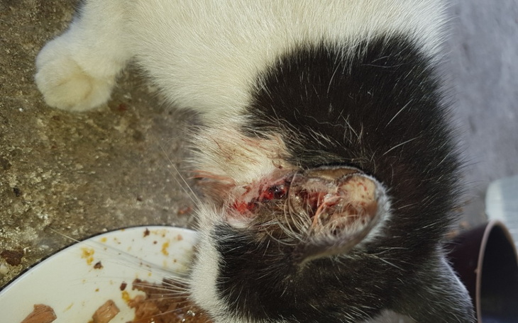 Zbiórka Kotka z guzami w uszach - zdjęcie główne