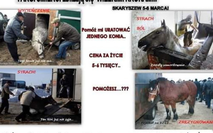 Zbiórka Wykup koni skaryszew - zdjęcie główne