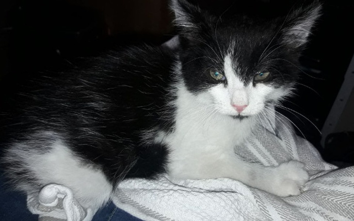 Zbiórka Dla Pandy na nowy start - zdjęcie główne