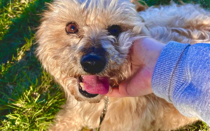 Zbiórka Czy zespół Cushinga to wyrok - zdjęcie główne