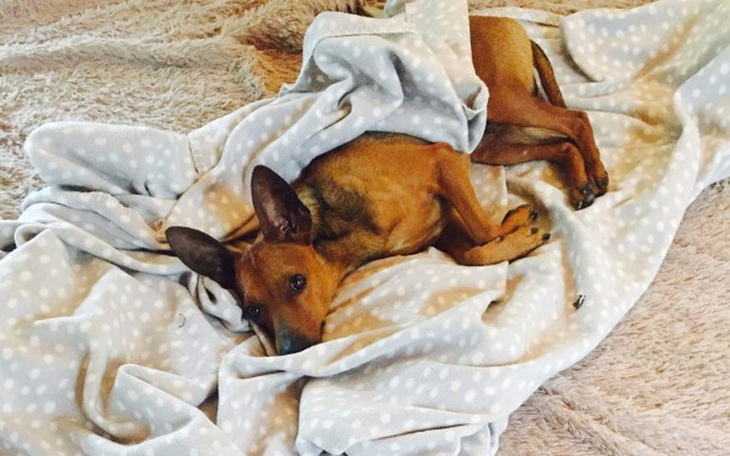 Zbiórka Uleczmy ciało i duszę Tofika - zdjęcie główne