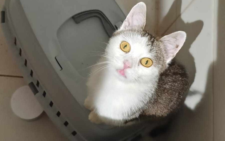 Zbiórka Apsik z prośbą o jedzonko - zdjęcie główne