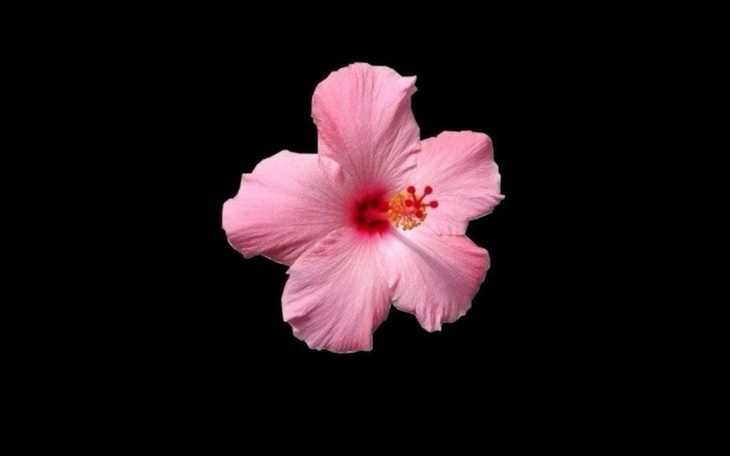 Różowa hibiskusowa kwiat na czarnym tle.