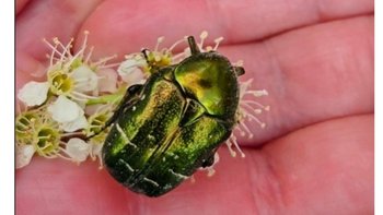 Zbiórka Paczka dla Robaczka - miniaturka zdjęcia