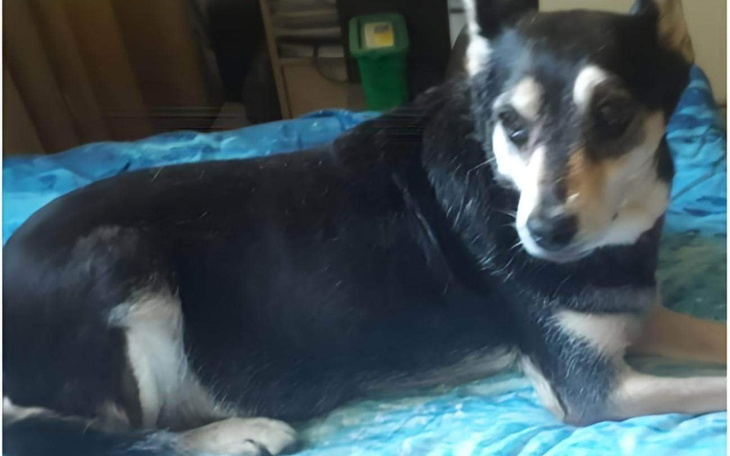 Zbiórka Operacja mojej ukochanej suni. - zdjęcie główne