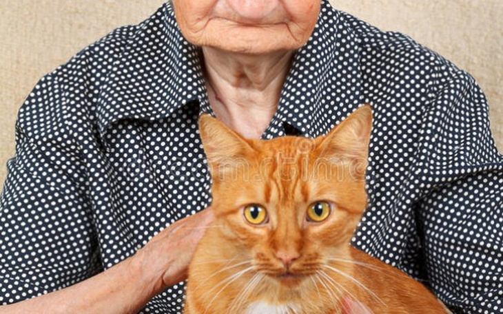 Zbiórka kocia rodzinka szuka wsparcia - zdjęcie główne