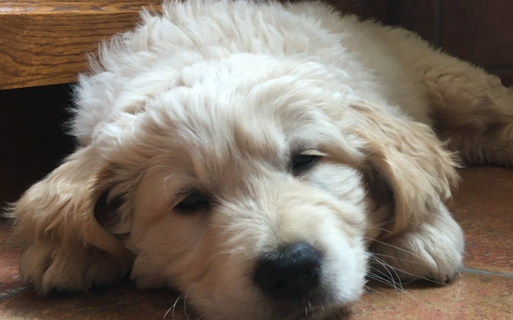 Zbiórka Pomoc dla Codyego - zdjęcie główne