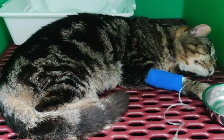 Zbiórka Na pomoc bezdomnej kotce - zdjęcie główne