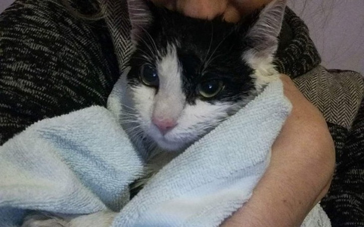 Zbiórka Kotka potrzebuje pomocy z astmą - zdjęcie główne