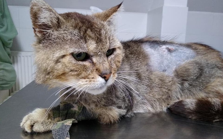 Zbiórka Misio walczy o życie - zdjęcie główne