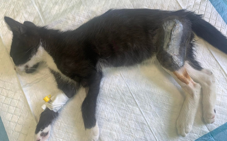 Kotek po operacji, leżący na łóżku szpitalnym.