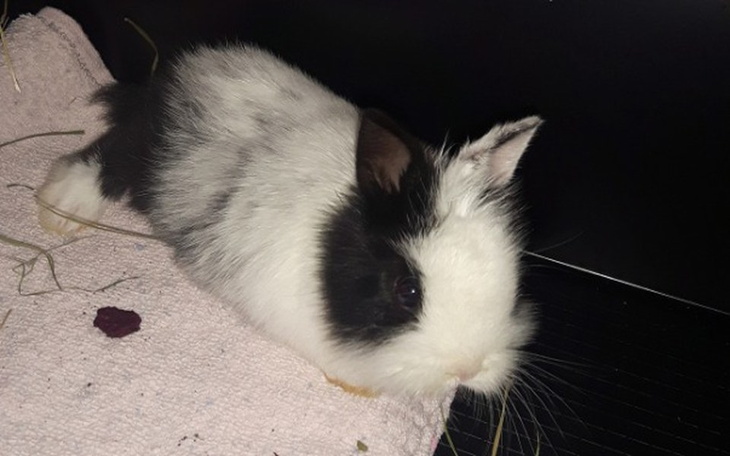 Zbiórka Operacja dla królika Milorda - zdjęcie główne