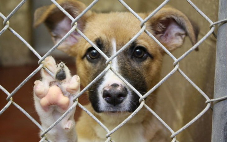 Zbiórka Ratujemy zwierzęta z Krosna! - zdjęcie główne