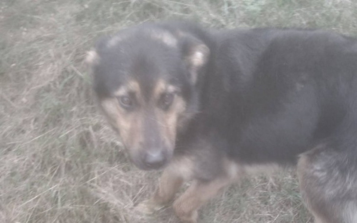 Zbiórka Owczarkowaty w lesie - POMOCY !! - zdjęcie główne