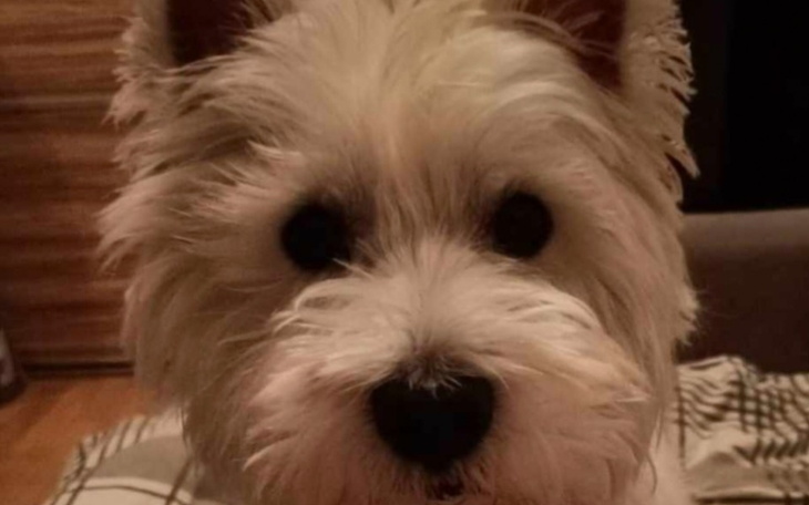 Zbiórka CZARUŚ ptrzebuje pieniążków - zdjęcie główne