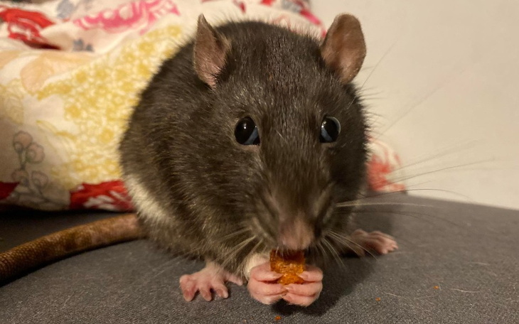 Zbiórka Paczka pyszności dla ogonków - zdjęcie główne