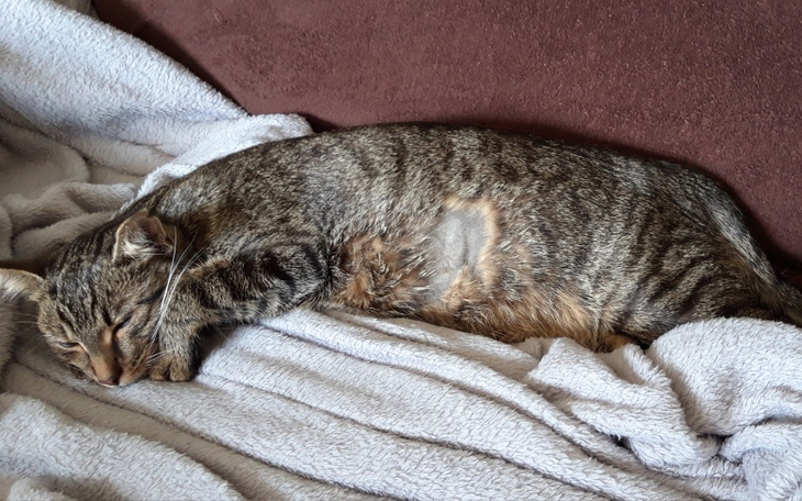 Zbiórka Walka o życie Tygrysa - zdjęcie główne