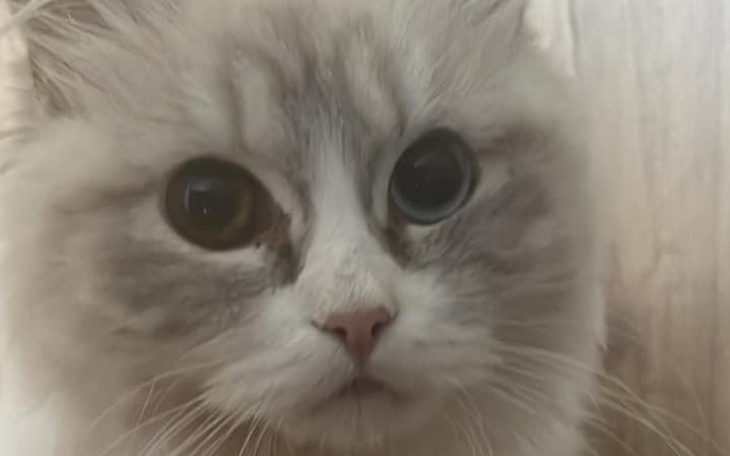 Zbiórka Na leczenie Grubaska - zdjęcie główne