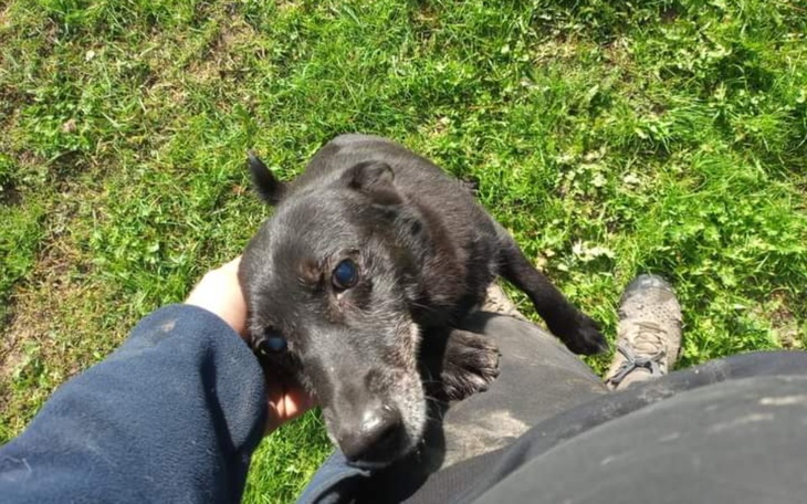 Zbiórka Nakarm porzucone psie brzuszki. - zdjęcie główne