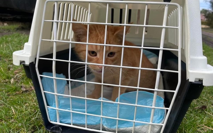 Rudy kot w klatce transportowej.