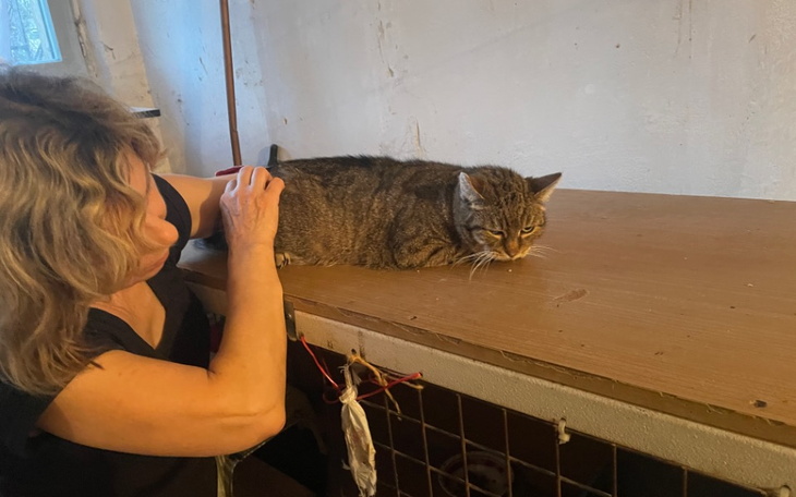 Zbiórka Zapomniane koty Pani Ewy - zdjęcie główne