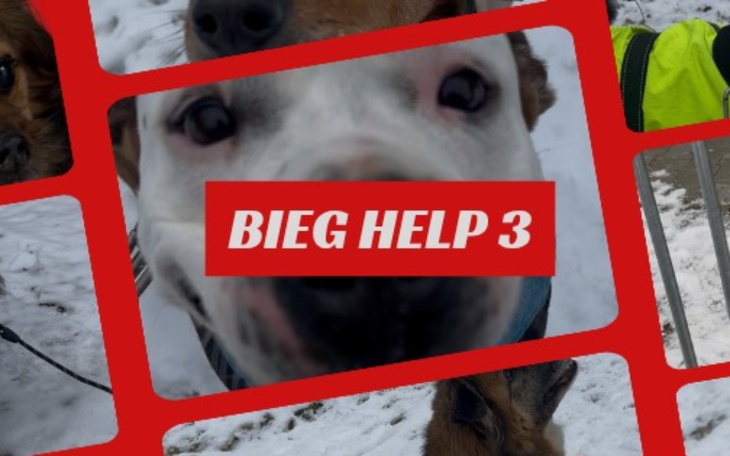 Kolaż zdjęć psów z napisem 'Bieg Help 3'.