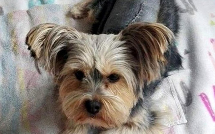 Zbiórka Pomóż Sisi odzyskać radość życia - zdjęcie główne