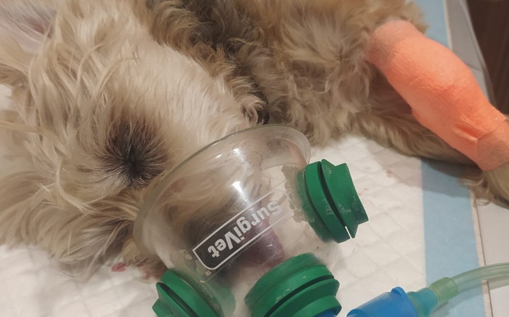 Zbiórka Ratowanie przyjaciela pieska - zdjęcie główne