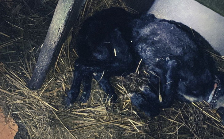 Zbiórka On nie przeżył, pomóż ocalałym - zdjęcie główne