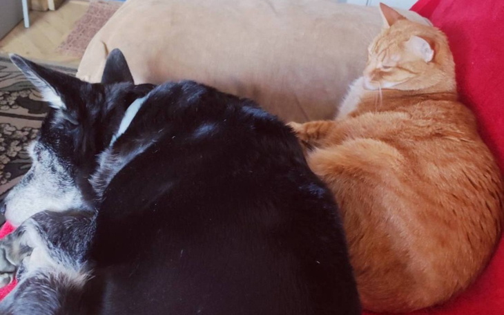 Pies i kot śpiący razem na kanapie.