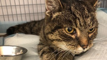 Zbiórka Schorowana Babuszka - miniaturka zdjęcia