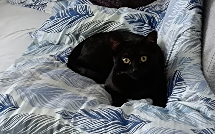 Zbiórka Szczepienie psa i zabieg dla kot - zdjęcie główne