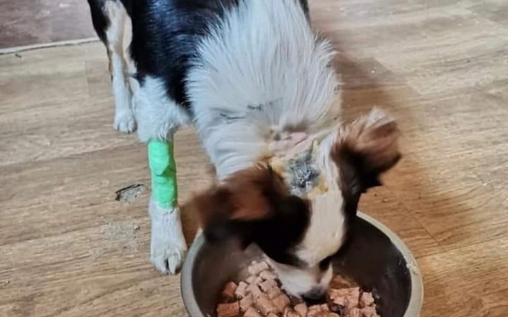 Zbiórka Na zabieg skatowanego Tobisia - zdjęcie główne