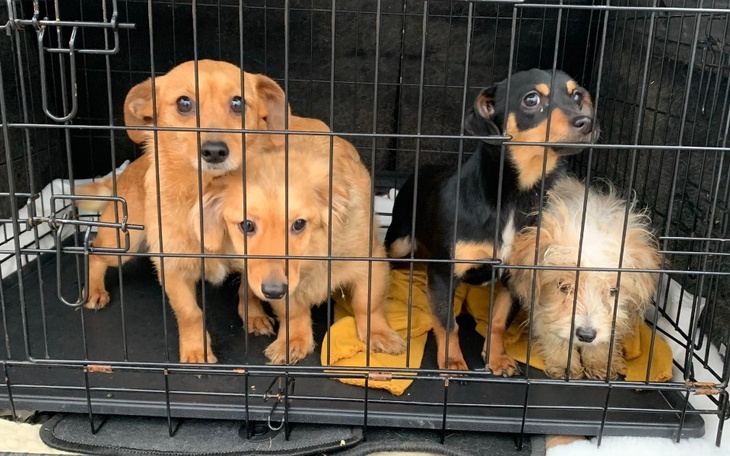 Zbiórka Maluszki po śmierci właściciela - zdjęcie główne