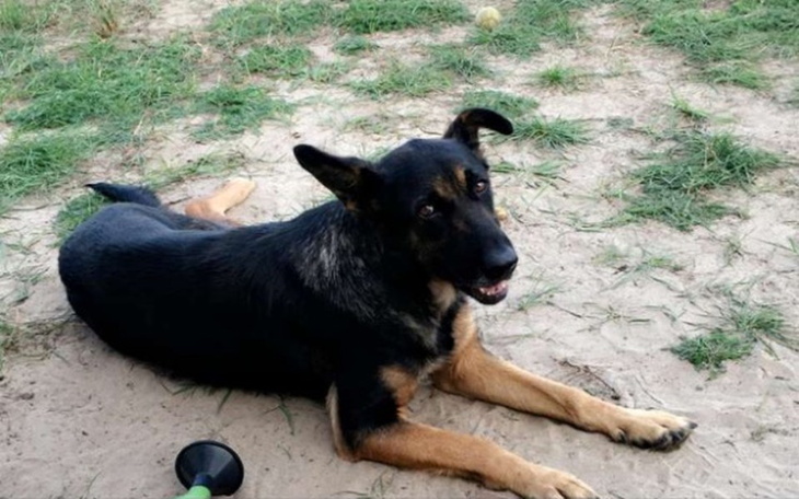 Zbiórka Zbieramy na szcepionki dla suni - zdjęcie główne