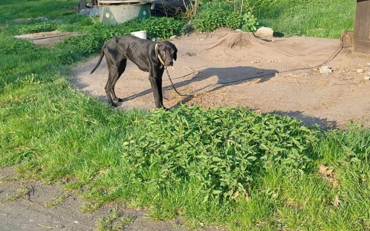 Czarny pies stojący na trawie, z widocznym cieniem.