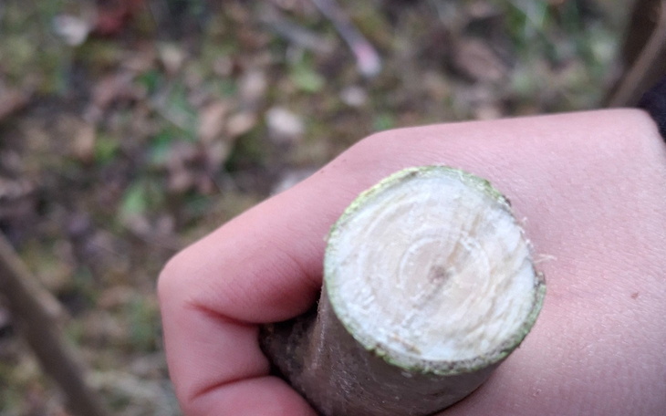 Ręka trzymająca gałązkę z widocznym przekrojem.